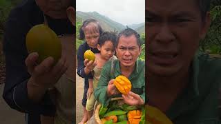 We bring very juicy ripe mangoes plucked from the hill gardenmango agriculture poor [upl. by Adnik]