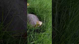 Indian Turtle in our Garden 😱  Feeding Turtle  argadeskitchen turtle viral shorts [upl. by Rogozen43]