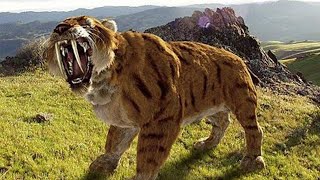 Sabertoothed Tiger  Prehistoric Cats Documentary [upl. by Arch118]