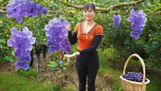 Harvesting Longan Fruit Goes to market sell Take care animals  Phuong Daily Harvesting [upl. by Anirbak49]