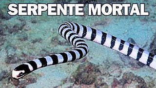 Serpente Marinha Krait  A mais venenosa do mundo Descubra aqui [upl. by Retsel]