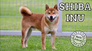 Škola Zvierat  Shiba Inu [upl. by Phira]