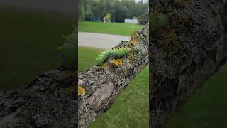 Found a cecropia moth caterpillar north Americas largest moth canadianbeauty outdoors wildlife [upl. by Nirihs350]