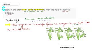 Explain the process of budding in Hydra with the help of labelled diagram [upl. by Ayoral367]