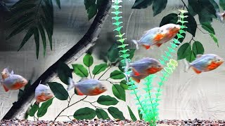 12 Red belly piranha feeding frenzy you never seen them eat like this in one feeding [upl. by Eeclehc]