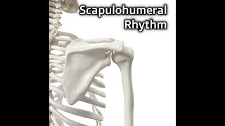 Scapulohumeral Rhythm [upl. by Aicenad]