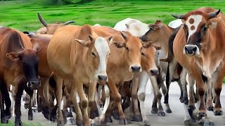 The Sound of Cows Shepherds When Heading to the Farm Pen Livestock Cows Funny Cow Sounds [upl. by Mindi]