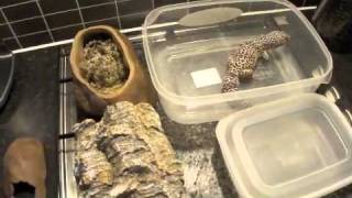 How to make a Leopard Gecko Laying Box [upl. by Notrab]