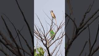 Blue Throated Barbet amp Brown Shrike situationship rain sunbathing birds birdsvideo 4k [upl. by Anirdnajela942]