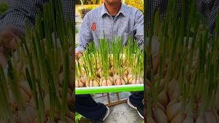 Use this seedling tray to plant garlic seedlings they grow fast and the roots wont rot 水培芽苗菜自己种菜 [upl. by Eelyrehc]