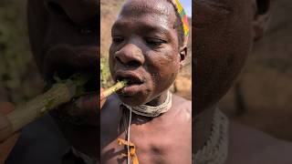 This traditional Way of brushing tooth and natural toothpaste for healthy teeth hadzabetribe food [upl. by Arabeila232]