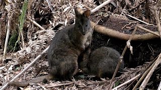 Tasmanian Pademelons Wallabies at Fern Glade [upl. by Auqinehs538]