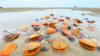 Pick shellfish on the beach after the storm ｜beachcombing [upl. by Atinrev778]