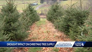 Will the drought in Pennsylvania impact your freshcut Christmas tree [upl. by Seagraves]