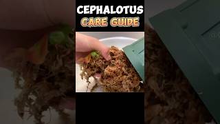 Carnivorous Plants Cephalotus Follicularis Care Guide CarnivorousPlantGrowing shorts [upl. by Ayin]