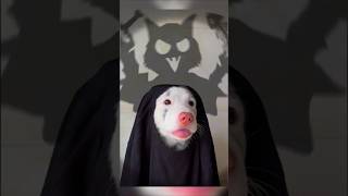 Ce gentil chien veut avoir lair effrayant à Halloween  😱 shorts [upl. by Doner488]