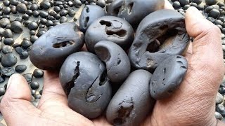 Shaligram  special and multi chakra shaligram shila [upl. by Valda]