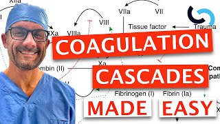 Clotting and Coagulation Cascades Made Easy [upl. by Zakaria]