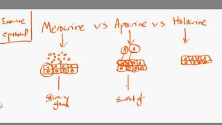 merocrine vs apocrine vs holocrine [upl. by Barbarese]