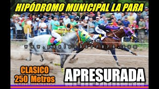 APRESURADA HIPODROMO MUNICIPAL LA PARA 14102024 [upl. by Aronal]