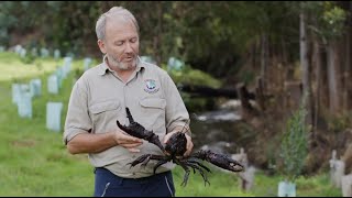 Recovering Populations of Tasmanias Giant Freshwater Crayfish [upl. by Nwavahs]