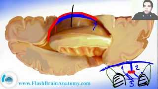 Ventricular System and Brain Ventricles Anatomy [upl. by Ayanat659]