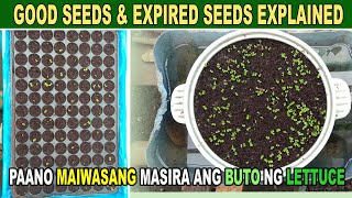 RASON kong BAKIT Hindi TUTUBO Ang LETTUCE  HOW TO GROW LETTUCE  DIY Hydroponic Farming System [upl. by Had184]