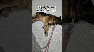 Highly Trained German Shepard For Dog Training come to our clinicgermanshepherd shortsviralvideo [upl. by Nickolai40]