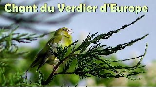 Chant du VERDIER dEUROPE [upl. by Enitsuga]