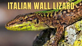 The Italian wall lizard mating Podarcis sicula [upl. by Javed]