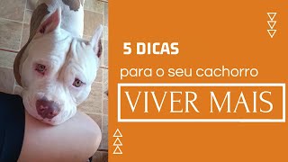 5 DICAS PARA SEU CACHORRO VIVER MAIS [upl. by Ainirtac]