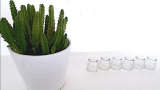 How to Grow Stapelia Succulent Plants from Cuttings in Water Stapelia Hirsuta Propagation [upl. by Akino]