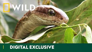 Catching A Sneaky Boomslang Snake  Snakes In The City  National Geographic WILD UK [upl. by Forrer458]