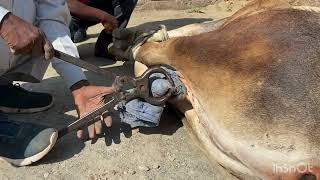 Castration of buck l castration of bull l Dr Umar Khan [upl. by Edvard601]