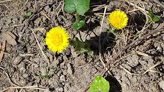 PODBĚL LÉKAŘSKÝ  Tussilago farfara  Coltsfoot  フキタンポポ  حشيشة السعال [upl. by Bogosian727]