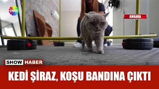 Şişman kedi sporla zayıfladı [upl. by Anemaj]