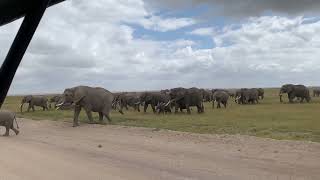 Kudde olifanten in Amboseli Nationaal Park in Kenia [upl. by Tris971]