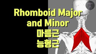 골격근 Rhomboid Major and Minor큰마름근과 작은마름근 [upl. by Ientruoc535]