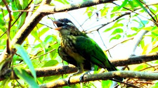 Wild lineated barbet call Asian barbet call Psilopogon lineatus [upl. by Briant]