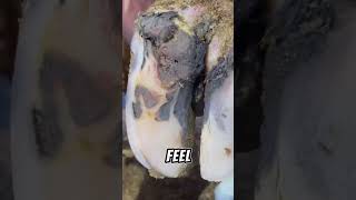 Best hoof Trim Ever done hoof cow horse [upl. by Ecylahs449]