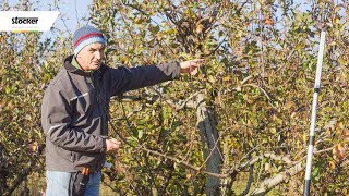 Errori comuni  potatura del melo  guida con consigli per la potatura [upl. by Ayikur]