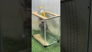 Best mouse trap ideamouse trap tips from plastic bottle [upl. by Apicella]