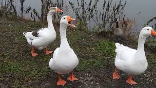 Domestic Geese in Willington 3 [upl. by Spaulding]