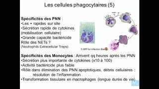 immunité innée partie 2 [upl. by Shewmaker]