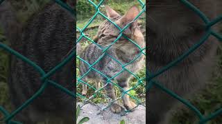 Outdoor Cats Want To Be Petted🥰🐈 cat love sweet catlover cuteanimal catvideos [upl. by Sherfield]