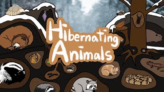 Hibernating Animals  What kind of Animals hibernate during the winter  Kids Draw [upl. by Torrell]