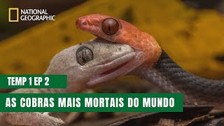 As Cobras Mais Perigosas do Mundo  Cobras da África  Temporada 1 Episódio 2 [upl. by Weissman]