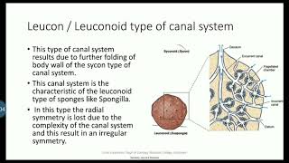 Canal system in Sponges part 3 Leuconoid type and Rhagon typeexplanation in Malayalam [upl. by Benil]