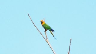 Aves do Brasil O canto da Jandaiaverdadeira Aratinga jandaya  Jandaya Parakeet [upl. by Wina322]