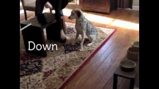 Indoor Dog Obstacle Course [upl. by Mackler]